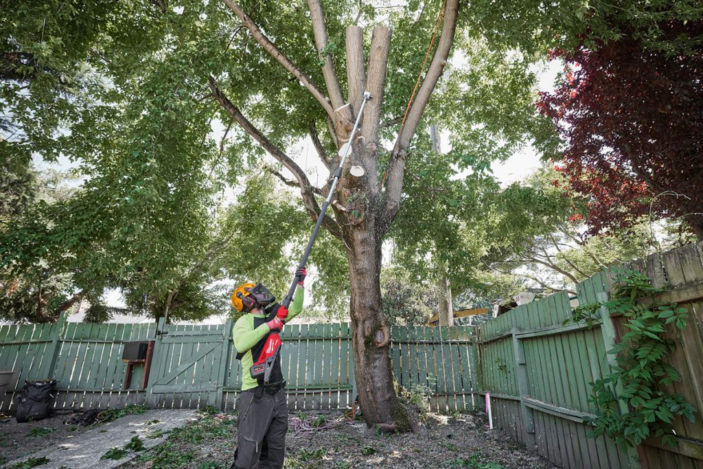 Veröffentlicht am 22. November 2024 von pbtschorn Leistungsstark, präzise und flexibel im Einsatz Die 18-Volt Akku-Teleskop-Astsäge M18 FTPS30 von Milwaukee Leistung, Ergonomie und Vielseitigkeit – so lässt sich die neue 18-Volt Akku-Teleskop-Astsäge M18 FTPS30 von Milwaukee definieren. Entwickelt wurde sie, um anspruchsvollen Anforderungen von Garten- und Landschaftsbauern, Baumpflegern und kommunalen Betrieben gerecht zu werden. Damit ist die Säge die optimale Wahl für professionelle Anwender, die auf Effizienz und Zuverlässigkeit setzen. Leistungsfähigkeit, die überzeugt Mit einer Kettengeschwindigkeit von 25,4 m/s und einem Drehmoment, das mehr Leistung als herkömmliche benzinbetriebene Sägen bietet, setzt die M18 FTPS30 neue Maßstäbe. Mit 30 cm Schnittlänge ermöglicht die Säge schnelles und effizientes Arbeiten, auch bei besonders harten Holzarten. Mit einem M18 12 Ah-Akku sind bis zu 70 Schnitte in 150 mm x 150 mm Hartholz möglich – ideal für längere Einsätze ohne häufiges Aufladen. Maximale Flexibilität und Kontrolle Die Teleskopfunktion mit einem robusten Vierkantprofil und Schnellverschluss erlaubt eine individuelle Längeneinstellung auf bis zu 400 cm. Damit empfiehlt sich die optimal ausbalancierte Säge für präzise und saubere Schnitte in höheren Baumbereichen. Der stufenlose Geschwindigkeitsregler ermöglicht dabei die volle Kontrolle über die Leistungsabgabe. Die maximale Geschwindigkeit wird bei Bedarf dank elektronischer Regelung in weniger als einer Sekunde erreicht – ideal, wenn zügig gearbeitet werden muss. Durchdachte Ergonomie und einfache Handhabung Der auslaufsichere Öltank ist leicht zugänglich, ein Sichtfenster sorgt für einfache Wartung und Kontrolle. Der seitlich zugängliche Kettenspanner ermöglicht eine besonders einfache Kettenjustierung. Für zusätzlichen Komfort bei längeren Arbeiten ist die Säge kompatibel mit Schultergurten, die eine gleichmäßige Gewichtsverteilung ermöglichen. Ein integrierter Haken erleichtert das Herausziehen von abgebrochenen Ästen. Die Kraft der FUEL-Plattform Die Akku-Teleskop-Astsäge M18 FTPS30 profitiert von der bewährten FUEL-Technologie von Milwaukee. Die Kombination aus bürstenlosem Powerstate-Motor, Redlithium-Akku und Redlink Plus-Elektronik sorgt dafür, dass die Säge auch unter schwierigsten Bedingungen zuverlässig arbeitet. Maximale Systemkompatibilität Die Akku-Teleskop-Astsäge M18 FTPS30 wird ohne Akkus und Ladegerät als Soloversion M18 FTPS30-0 angeboten oder als Set M18 FTPS30-121 mit Schnellladegerät und einem M18 HB12-Akku. Wie alle Geräte auf der M18-Plattform ist auch dieses Werkzeug zu 100 Prozent systemkompatibel mit dem gesamten Milwaukee M18-Produktprogramm. Dies ermöglicht eine nahtlose Integration in einen schon vorhandenen Werkzeugpark und sorgt für maximale Flexibilität am Einsatzort. Weitere Informationen: www.milwaukeetool.de Link zum Produkt: https://de.milwaukeetool.eu/de-de/m18-fuel-akku-teleskop-astsage-30-cm/m18-ftps30/ Technische Daten: Akku-Teleskop-Astsäge M18 FTPS 30 Akkuspannung 18 V Gewicht ohne Akku 6,8 kg Gewicht mit Akku (M18 HB12) 8,3 kg Schwertlänge 30 cm Anzahl Treibglieder 51 Feilengröße 4 mm Kettengeschwindigkeit 25,4 m/s Kettenteilung 0,325“ Länge Teleskopstiel 270 – 400 cm Leistung 1,75 kW Download: Text im Word-Format Fotos: Milwaukee Download: Bildauswahl: 300 dpi / ca. 15 x 10 cm (1 x auf die Vorschau klicken, danach das Vollbild mit rechter Maustaste abspeichern.) 2024_PM_Milwaukee_Teleskop-Astsäge_M18_FTPS30 Leistung, Ergonomie und Vielseitigkeit – so lässt sich die neue 18-Volt Akku-Teleskop-Astsäge M18 FTPS30 von Milwaukee definieren 2024_PM_Milwaukee_Teleskop-Astsäge_M18_FTPS30 Die Teleskopfunktion erlaubt eine individuelle Längeneinstellung auf bis zu 400 cm – ideal für saubere Schnitte in höheren Baumbereichen.